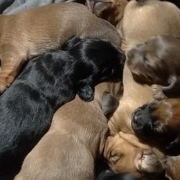 Dachshunds from Happy Tails Dachshunds