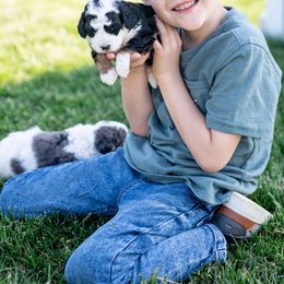 Bernedoodle Puppies from Sleepy Hollow Acres