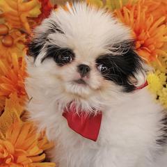 Japanese Chins from Njoy Japanese Chin