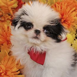 Japanese Chins from Njoy Japanese Chin