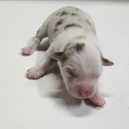Sahara - Red merle female Miniature Australian Shepherd puppy in Orrtanna, Pennsylvania from Mountain Top Shepherd's