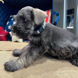 Miniature Schnauzer Puppies from Timeless Miniature Schnauzers