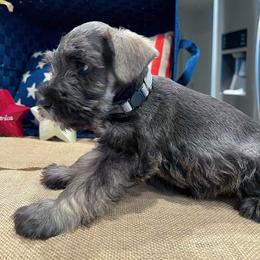 Miniature Schnauzer Puppies from Timeless Miniature Schnauzers