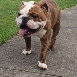 Herme - Bulldog