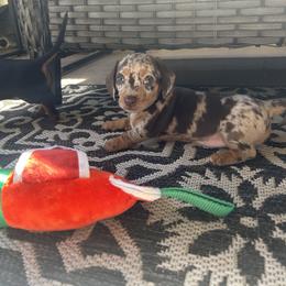 Dachshund Puppies from Dapper Dachshund