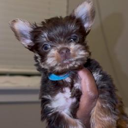 Blue. - Chocolate and tan male Yorkshire Terrier puppy in Winston Salem, North Carolina from Pawfectly Tailored Yorkie's