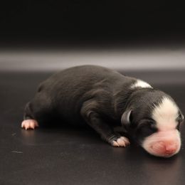 Ivy - Black & white Miniature Australian Shepherd puppy in Bryan, Texas from Tiny Tail Haven