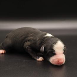 Ivy - Black & white Miniature Australian Shepherd puppy in Bryan, Texas from Tiny Tail Haven