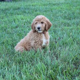 Maxwell - Red  male Goldendoodle puppy in Charleston, Arkansas from Lazy S Aussies