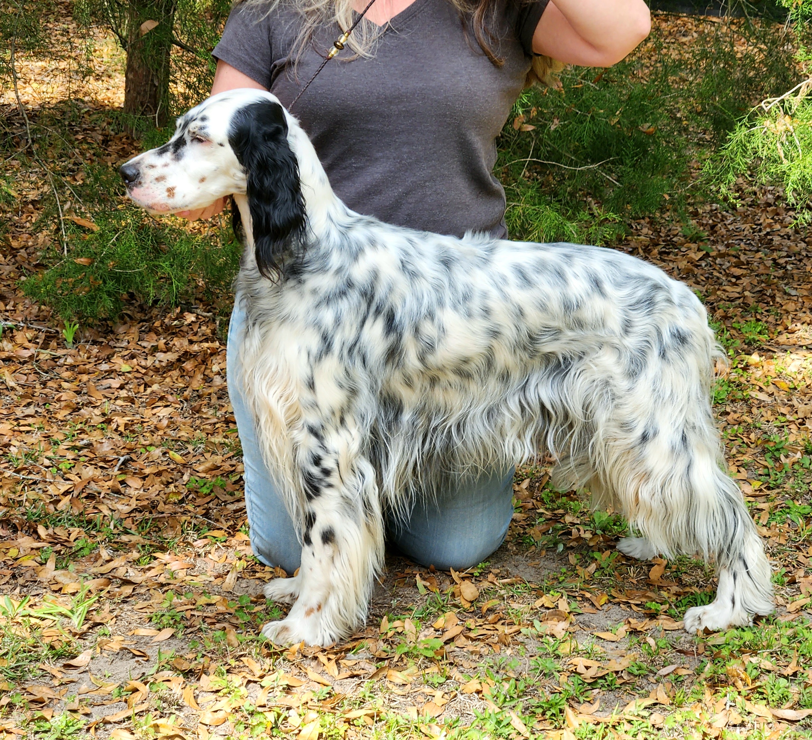 Fiona - English Setter
