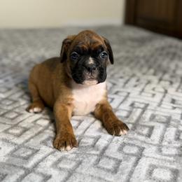 Girl 1 - Brindle female Boxer puppy in Prestonsburg, Kentucky from Bre’s Boxers