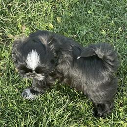 Boy 1 - Black male Shih Tzu puppy in Scottdale, Pennsylvania from Nancy’s Majestic Shih Tzus
