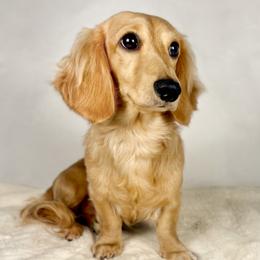 Dobby - Dachshund