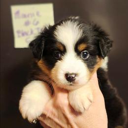 Black tri girl 6 - Black tri female Toy Australian Shepherd puppy in Hampton, Tennessee from TC Farms Stock Dogs - Miniature Australian Shepherds