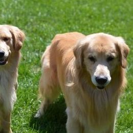Golden Retrievers from Burchi Woods Goldens