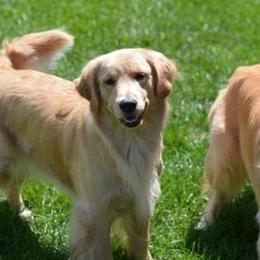 Golden Retrievers from Burchi Woods Goldens