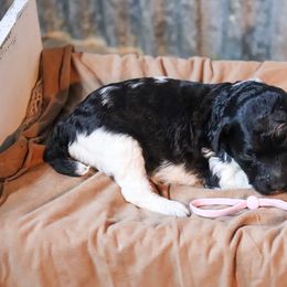 Poodle Puppies from BC’s Poodles on the Mountain