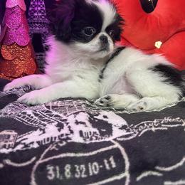 Harvy - Black and white male Japanese Chin puppy in Salem, Oregon from Chinnychinchinofsalem