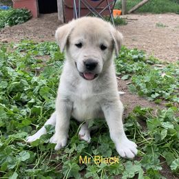 Mr Black - Anatolian Shepherd Dog puppy in Michigan from T&S Anatolians