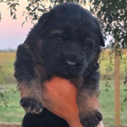 Green - Black and red male German Shepherd puppy in Orrick, Missouri from Schultz's Premium German Shepherds
