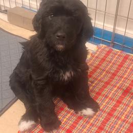 Bernedoodle Puppies from Jersey Girl's Doodles