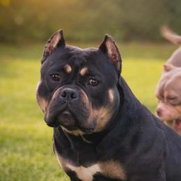 Shimo - American Bully