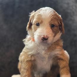 Australian Mountain Doodle Puppies from Tulsa Australian Moutain Doodles