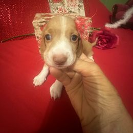 Girl 2  ROSIE - Cream female Dachshund puppy in Polo, Missouri from Blue Tails Farm