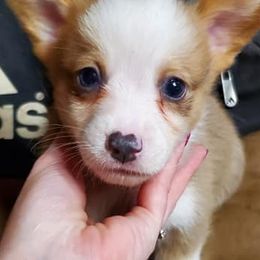 Pembroke Welsh Corgis from Lost Creek Corgis