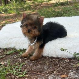 Tiny Armani - Black and gold male Yorkshire Terrier puppy in Florida from Moon Ranch Puppies
