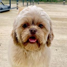Mia - Shih Tzu