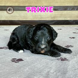 Trixie - Black and white female Bernedoodle puppy in Banner Elk, North Carolina from Walnut Tree Bernedoodles