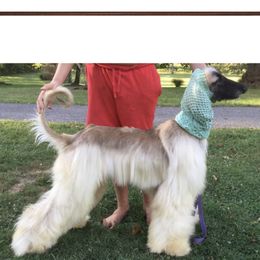 Bates - Afghan Hound