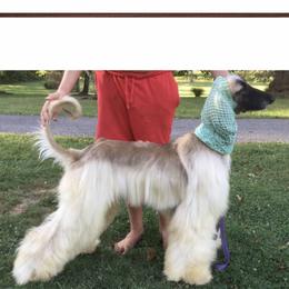 Bates - Afghan Hound