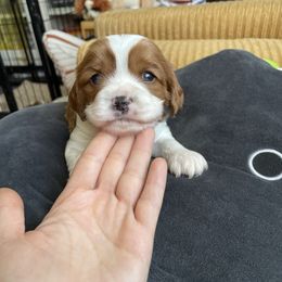 Cavalier King Charles Spaniel and Cavapoo Puppies from Larisa's Cavaliers