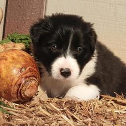 Border Collie Puppies from Gulan Farm Border Collies