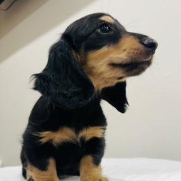 Big Dan - Black and cream male Dachshund puppy in Altus, Oklahoma from Johnson Prairie Pups