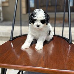 Boy 3 - Parti male Assorted Doodle Crosses puppy in Lyman, Wyoming from Backcountry Doodles