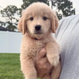 Wren- Female Golden Retriever-Pink Collar- Ready for Her Forever Home - Golden female Golden Retriever puppy in Port St Lucie, Florida from Nirvana Goldens