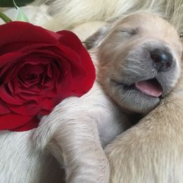 Golden Retriever and Labrador Retriever Puppies from Golden Hills Retrievers