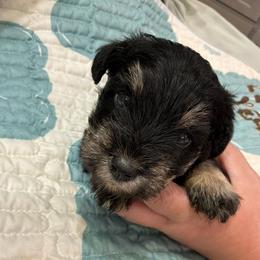 Boy-Orange Collar - Black and silver male Miniature Schnauzer puppy in Stevenson, Alabama from Rivers Edge Schnauzers by Joyce Clark