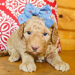 Dixie - Apricot female Goldendoodle puppy in Antlers, Oklahoma from Rocking H