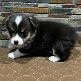 Boy 4 - Black and tan male Pembroke Welsh Corgi puppy in Visalia, California from VIP Stables