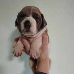 Iridessa - Fawn female Great Dane puppy in Marshall, Michigan from Dream K9