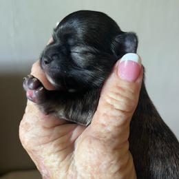 Stripes - Chocolate brindled fawn male Chihuahua puppy in Tecumseh, Oklahoma from Callie’s Happy Chihuahuas, Callie’s Happy Treasures LLC