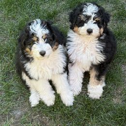 Aussiedoodles from Bright Aussiedoodles
