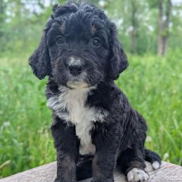 Anne - Tri-color female Bernedoodle puppy in Lancaster, Minnesota from Richardville Hunde