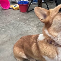 Maxine - Pembroke Welsh Corgi