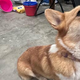 Maxine - Pembroke Welsh Corgi