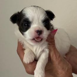 Cove - Blue and white female Chihuahua puppy in Menifee, California from Lane’s Little Long Coats